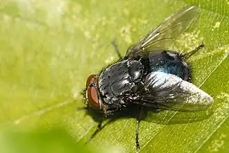 Protocalliphora azurea