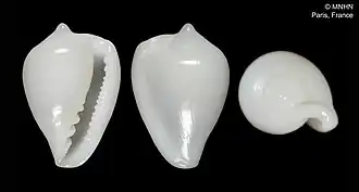 Protoginella reborai