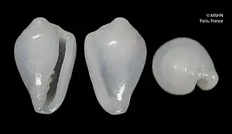 Protoginella turbiniformis