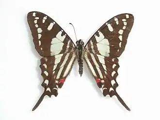 Protographium celadon