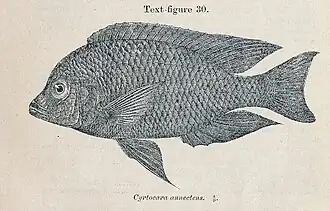 Protomelas annectens