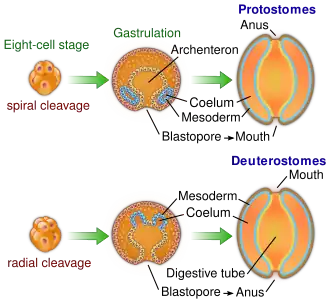 Vorming van anus in de embryonale ontwikkeling van protostomen en deuterostomen