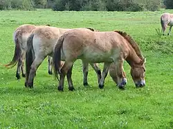 Przewalskipaarden
