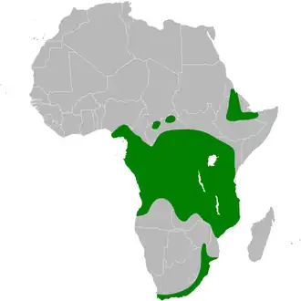 Blauwzwarte kamzwaluw