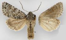 Anarta etacta
