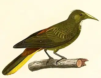 Groensnaveloropendola