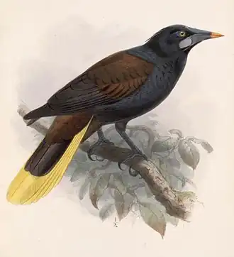 Zwarte oropendola