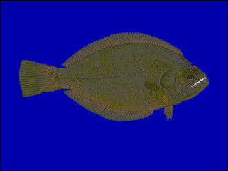 Indopacifische heilbot