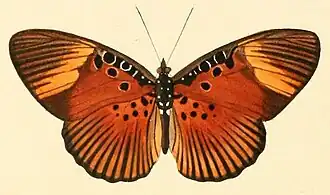 Pseudacraea dolomena