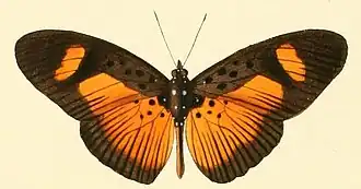 Pseudacraea eurytus