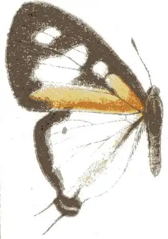 Pseudaletis antimachus