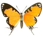 Sithon tricolor