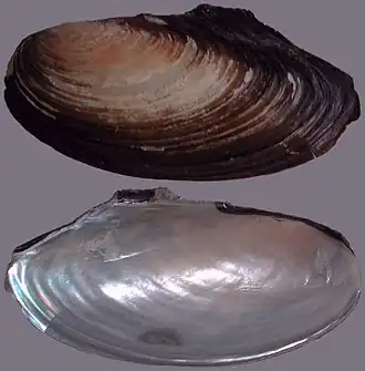 Pseudanodonta complanata Platte zwanenmossel