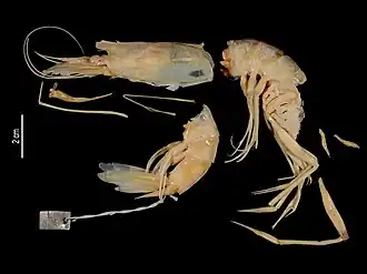 Pseudaristeus protensus