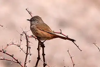 Steinbachs canastero