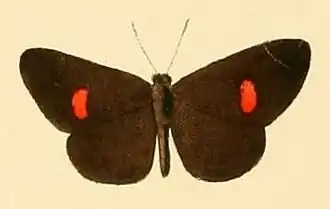Pseuderesia catharina