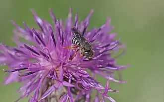Pseudoanthidium tenellum