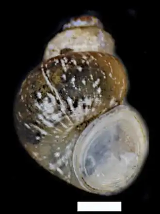 Pseudobithynia euboeensis