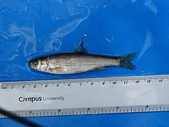 Pseudochondrostoma willkommii