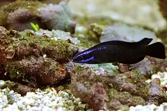 Pseudochromis springeri