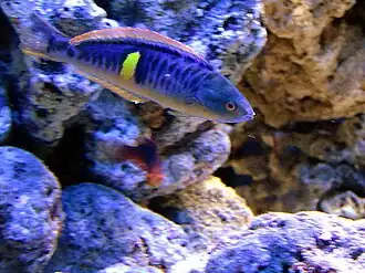 Pseudocoris bleekeri