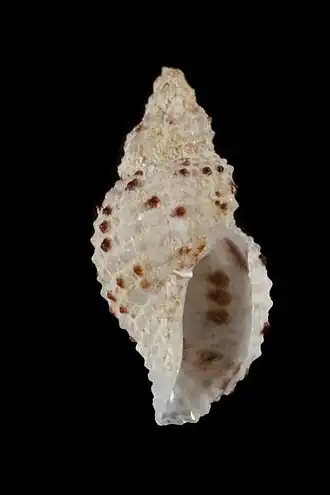 Pseudodaphnella crypta