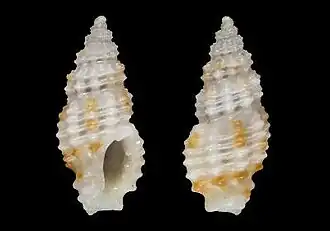 Pseudodaphnella fallax