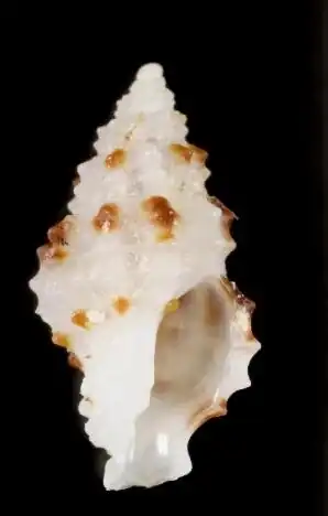 Pseudodaphnella rubroguttata