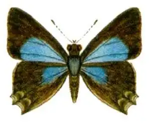 Pseudodipsas cephenes