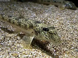 Pseudogobio esocinus