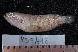 Pseudogramma polyacantha