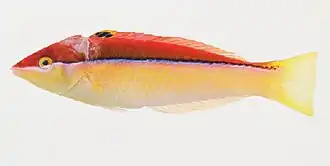 Pseudojuloides atavai