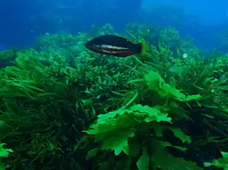 Pseudolabrus biserialis