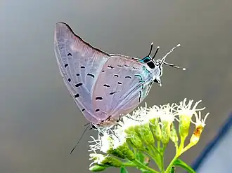 Pseudolycaena damo