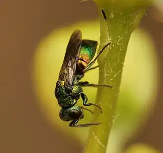 Pseudomalus pusillus