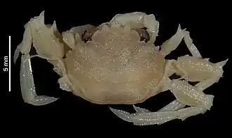 Pseudopalicus glaber