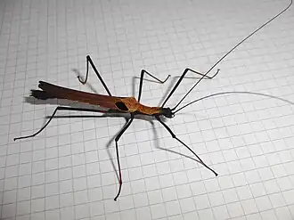 Pseudophasma scabriusculum