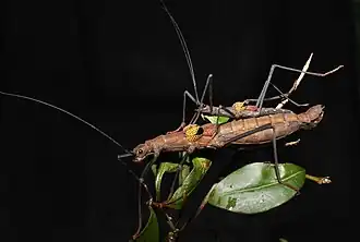 Pseudophasma subapterum
