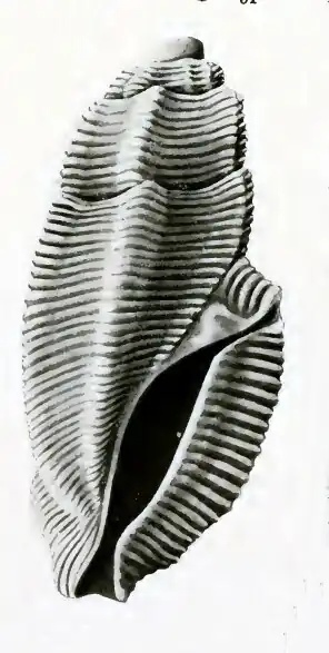 Pseudorhaphitoma calcata