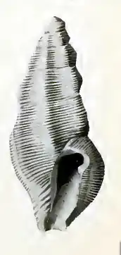 Pseudorhaphitoma informis