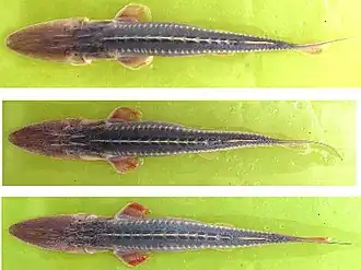 Kleine schoffelneussteur