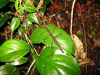 Pseudosermyle phalangiphora