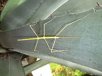 Pseudosermyle strigiceps