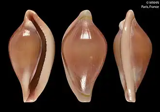 Pseudosimnia angusta