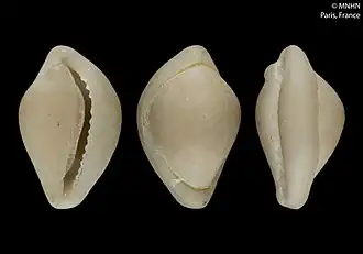 Pseudosimnia lacrima