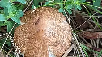 Spitse spleetvezelkop