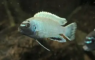 Pseudotropheus polit