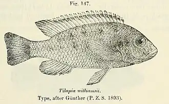 Pseudotropheus williamsi