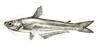Eutropiichthys goongwaree