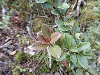 Pseudowintera traversii